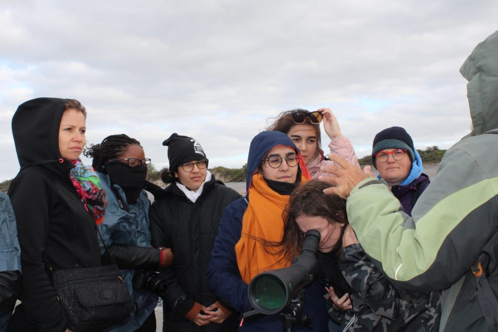 Observation des phoques de Cayeux-sur-Mer